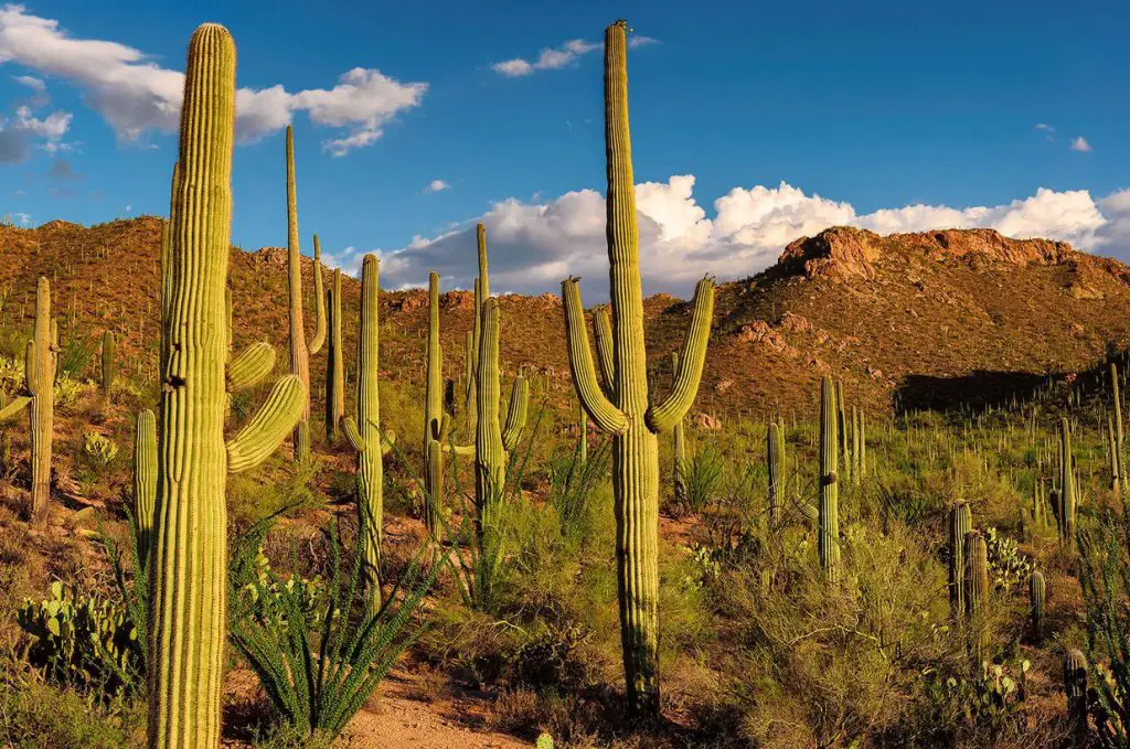 Una lista de plantas de cactus de exterior y cómo cuidarlas.