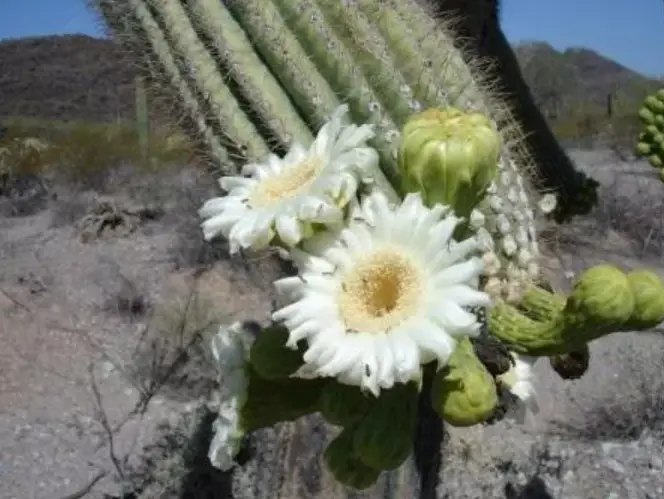 Una lista de plantas de cactus de exterior y cómo cuidarlas.