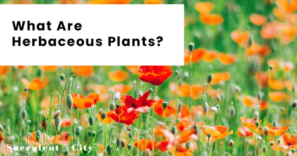 ¿Qué son las plantas herbáceas? ¿Las suculentas son herbáceas?