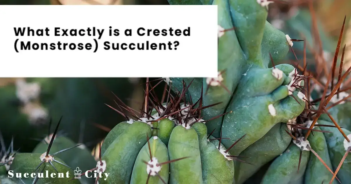 ¿Qué es exactamente una suculenta con cresta? ¿Qué es exactamente una suculenta con cresta?