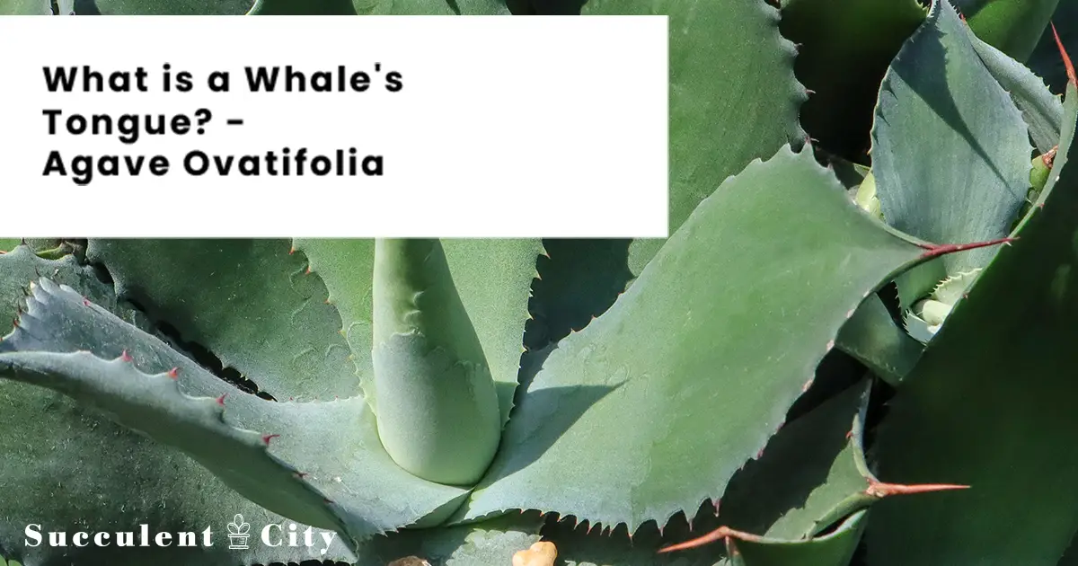 La lengua rodante 'Agave Ovatifolia' La lengua rodante 'Agave Ovatifolia'