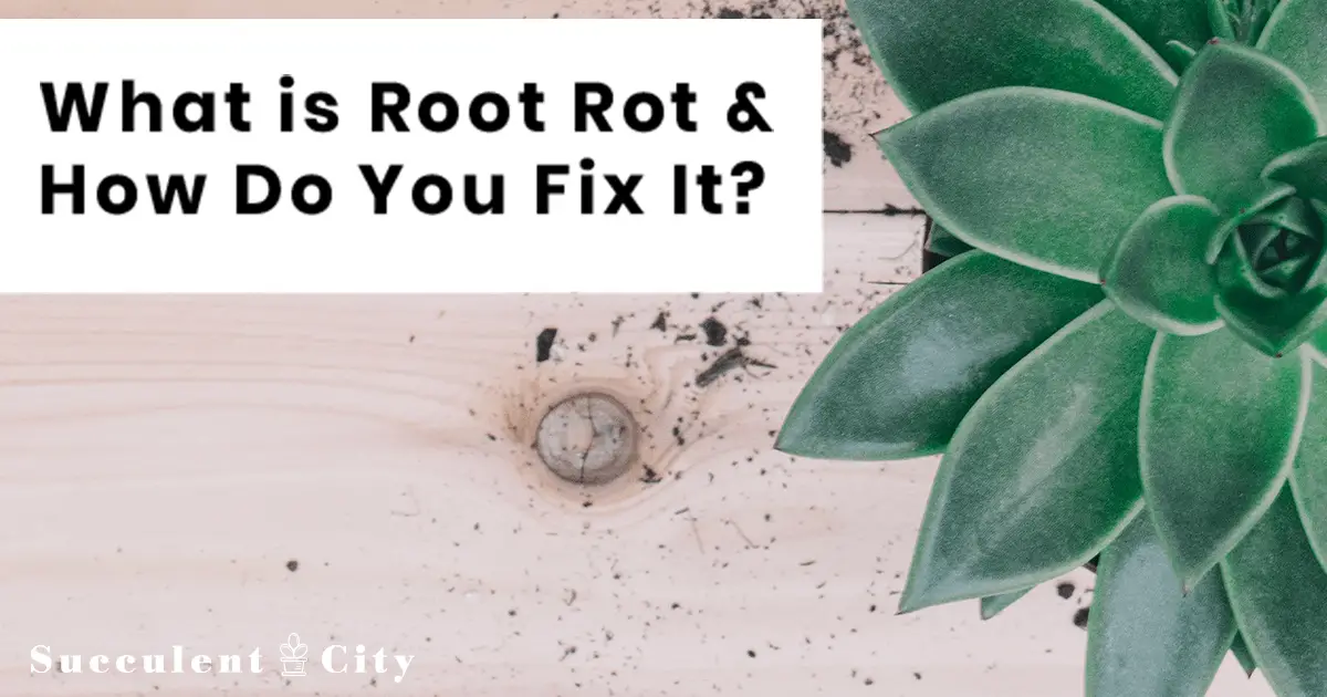 ¿Qué es la pudrición de la raíz de las suculentas y cómo solucionarla?