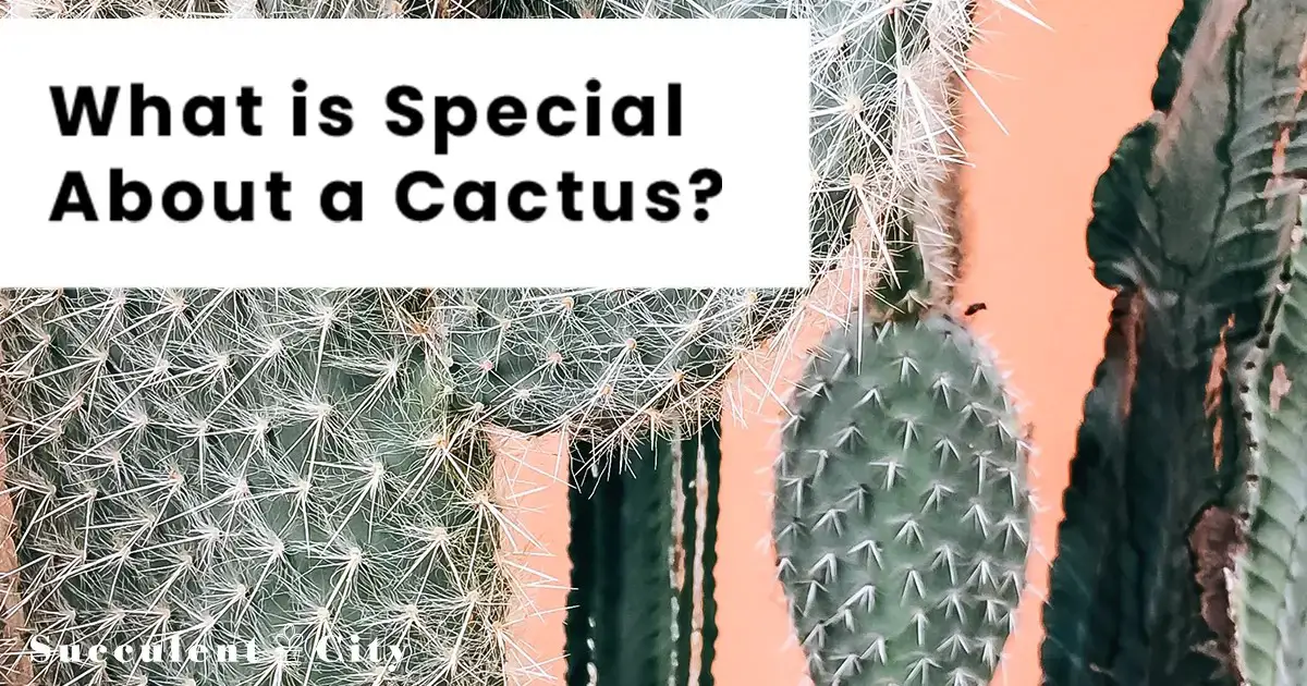 ¿Qué tiene de especial un cactus? Características típicas de un cactus.