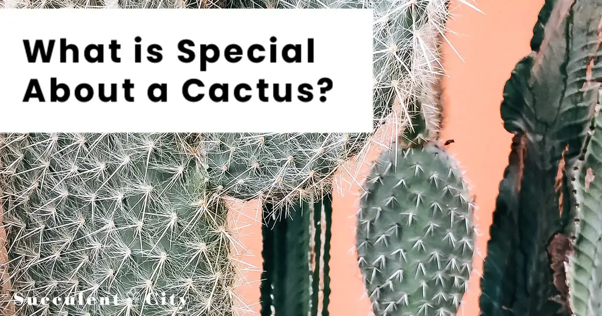 ¿Qué tiene de especial un cactus? Características típicas de un cactus. ¿Qué tiene de especial un cactus? Características típicas de un cactus.