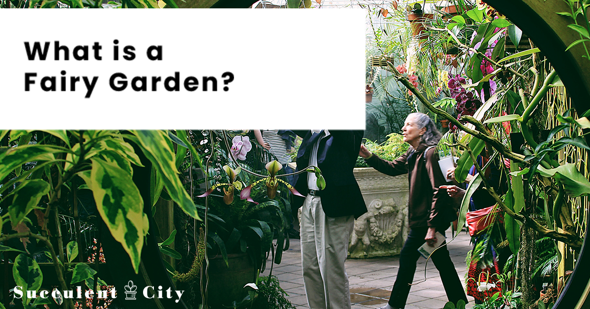 ¿Qué es un jardín de hadas? – Una definición completa y sugerencia para tu suculento jardín de hadas.