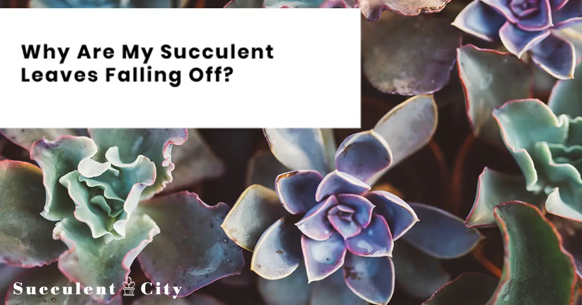 ¿Por qué se me caen las hojas de las suculentas? (Instrucciones y explicaciones completas)