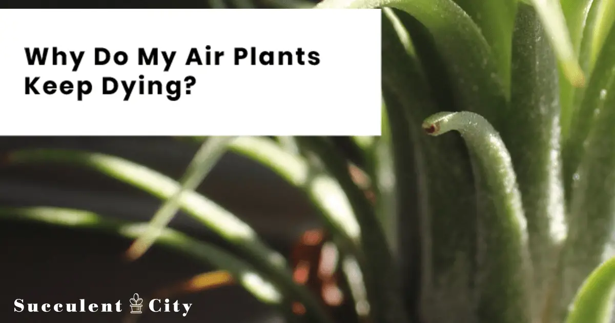 ¿Por qué están muriendo mis plantas aéreas? (Causas y soluciones)