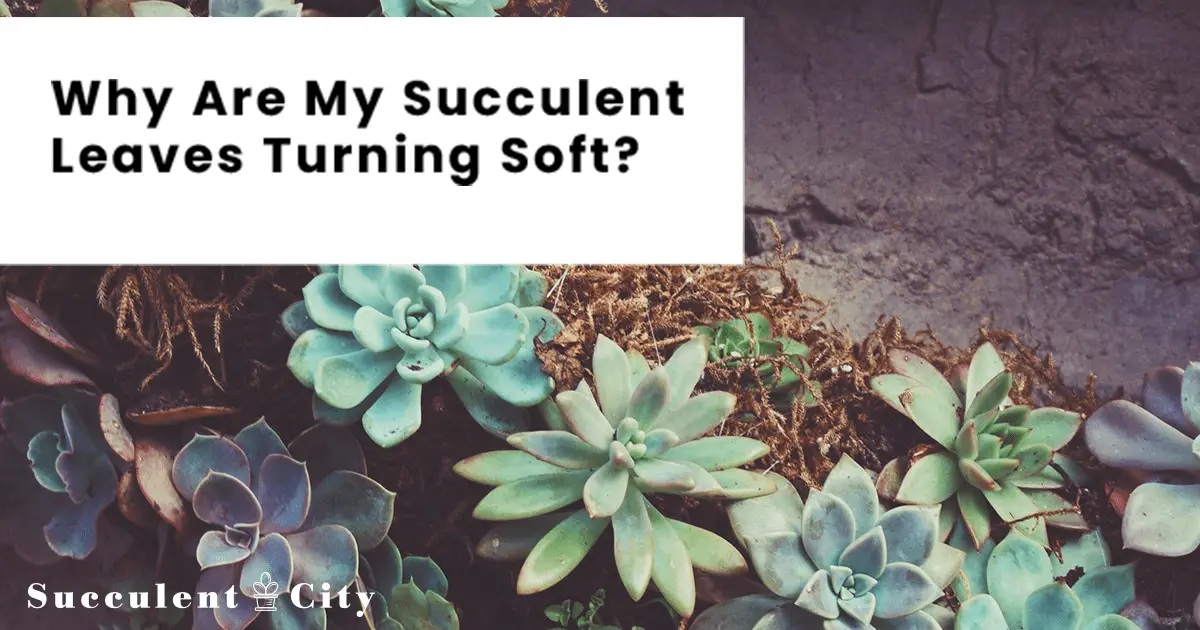 ¿Por qué mis hojas de suculentas son suaves?