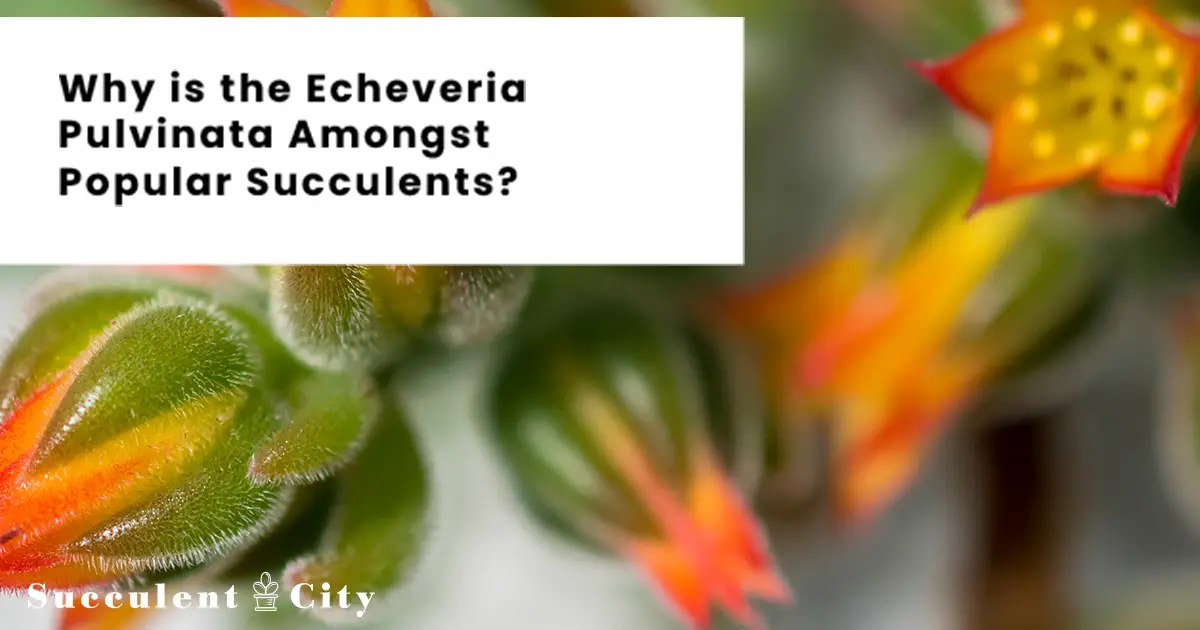 Echeveria Pulvinata (La planta de chenilla) Echeveria Pulvinata (La planta de chenilla)