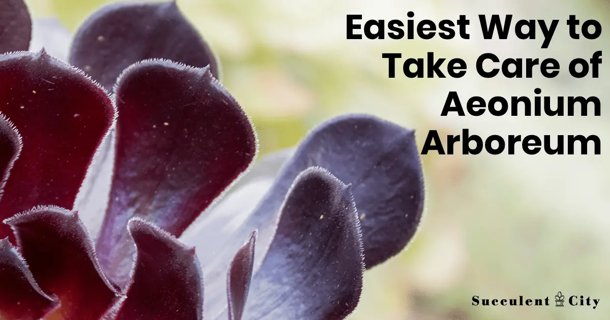 Arboreto Aeonium Arboreto Aeonium