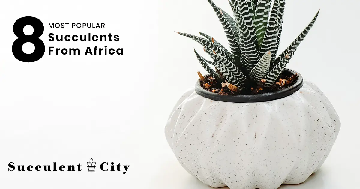 Las 8 suculentas africanas más populares
