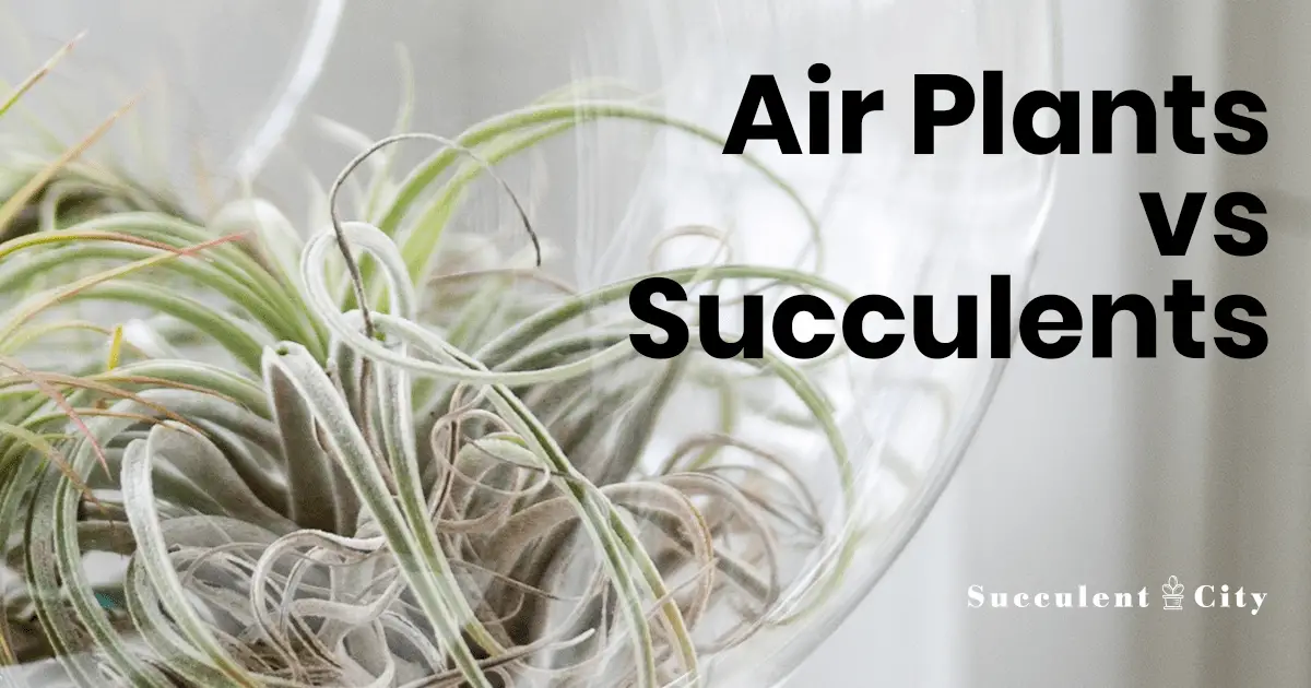 Comparación: plantas aéreas frente a suculentas Comparación: plantas aéreas frente a suculentas