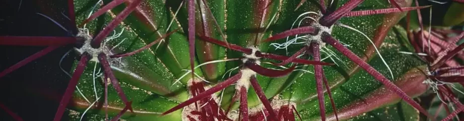 Algunas adaptaciones de los cactus que los hacen invencibles en condiciones difíciles