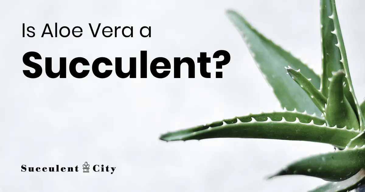 ¿Es el aloe vera una suculenta? ¿Es el aloe vera una suculenta?