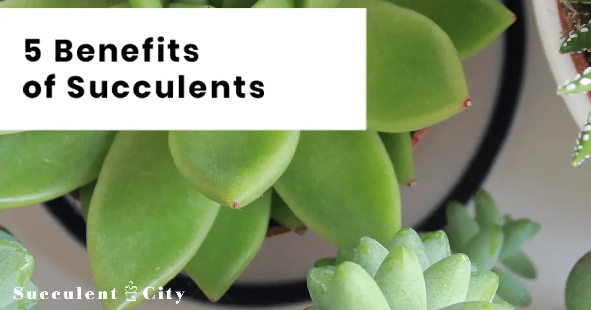 5 beneficios clave de tener suculentas en tu hogar 5 beneficios clave de tener suculentas en tu hogar