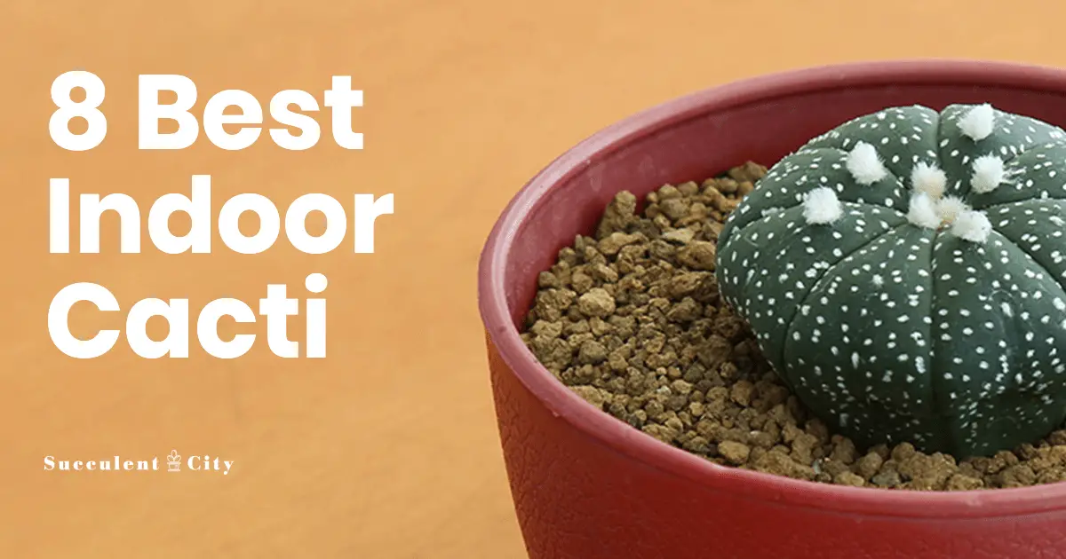 8 tipos de cactus de interior para tu hogar 8 tipos de cactus de interior para tu hogar