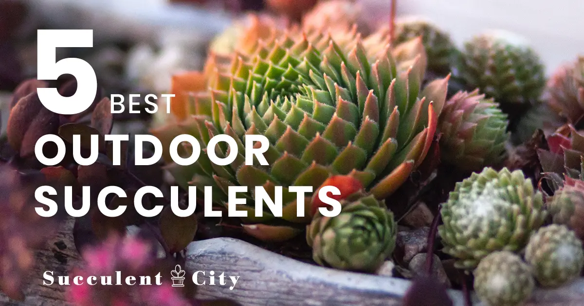 Las 5 mejores suculentas para uso en exteriores: embellezca el paisaje de su jardín ahora Las 5 mejores suculentas para uso en exteriores: embellezca el paisaje de su jardín ahora