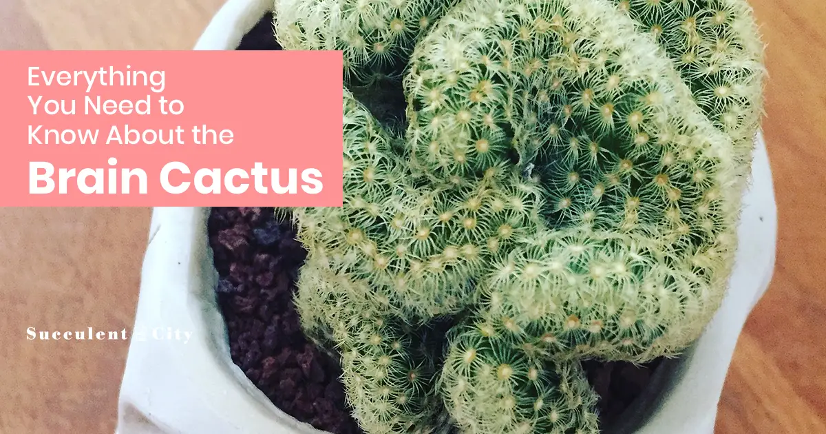 El cactus cerebro – Mammillaria Elongata 'Cristata'