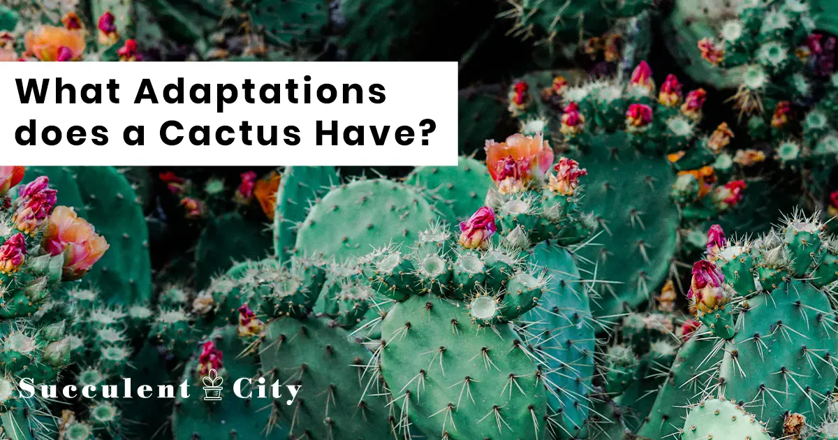 Algunas adaptaciones de los cactus que los hacen invencibles en condiciones difíciles