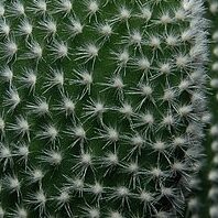 Cómo quitar las agujas de cactus/gloquidios de la piel
