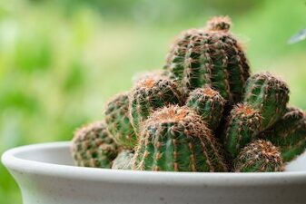 Cómo saber si tu cactus se está muriendo (y cómo salvarlo) Cómo saber si tu cactus se está muriendo (y cómo salvarlo)
