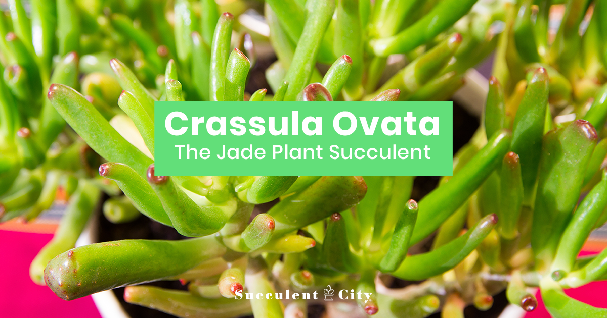 Crassula Ovata (planta de jade)