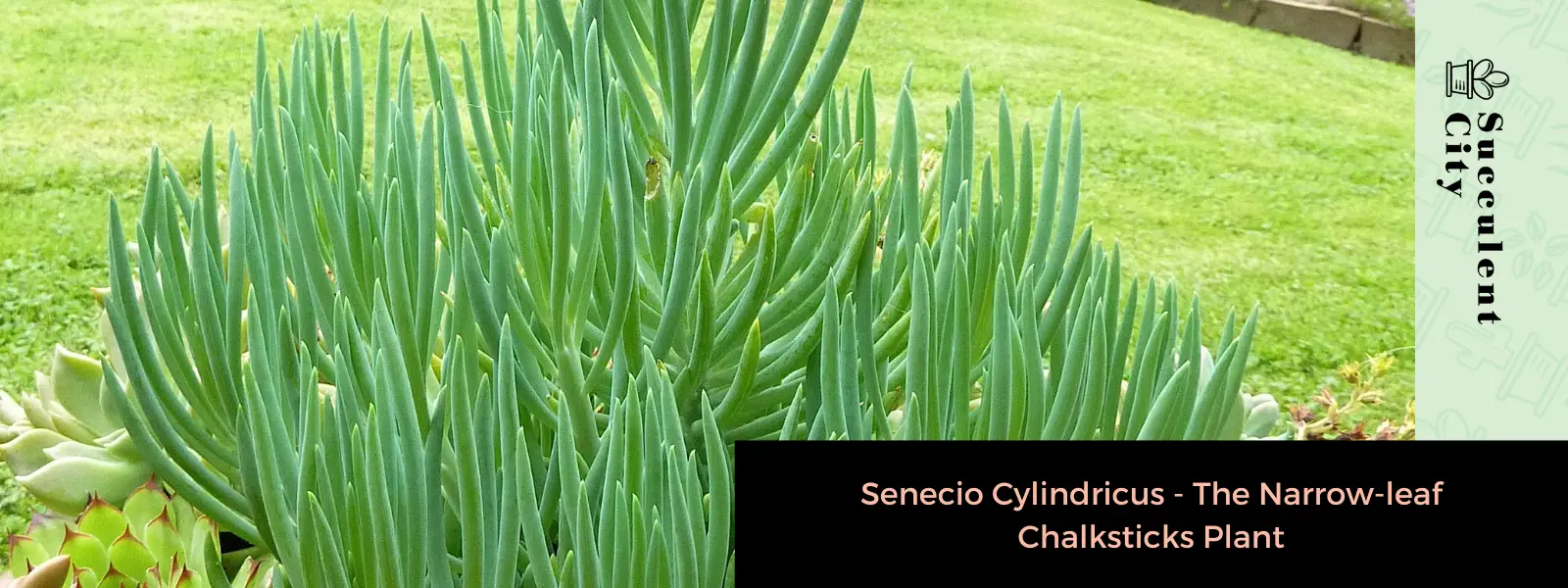 Senecio Cylindricus