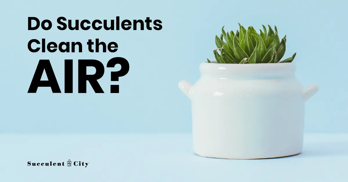 ¿Las suculentas limpian el aire? – 4 suculentas purificadoras de aire que quizás quieras tener en tu hogar