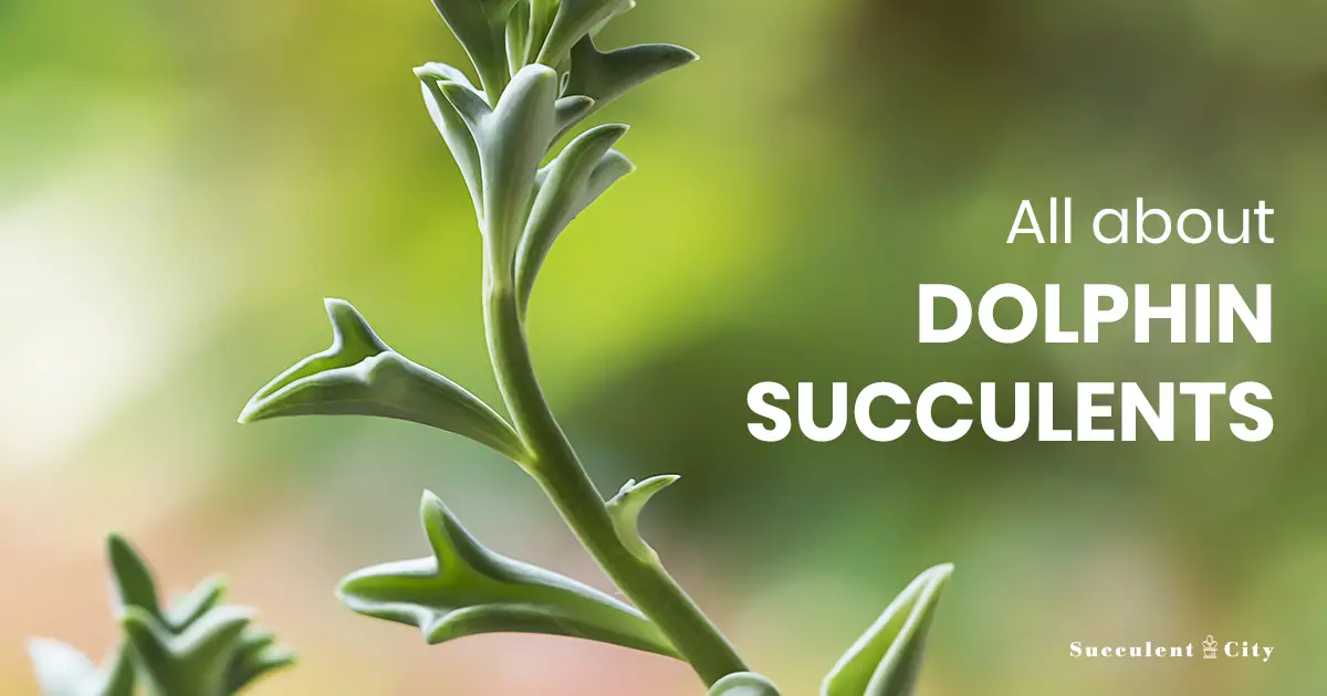 Senecio Peregrinus (Serie Delfines) Senecio Peregrinus (Serie Delfines)