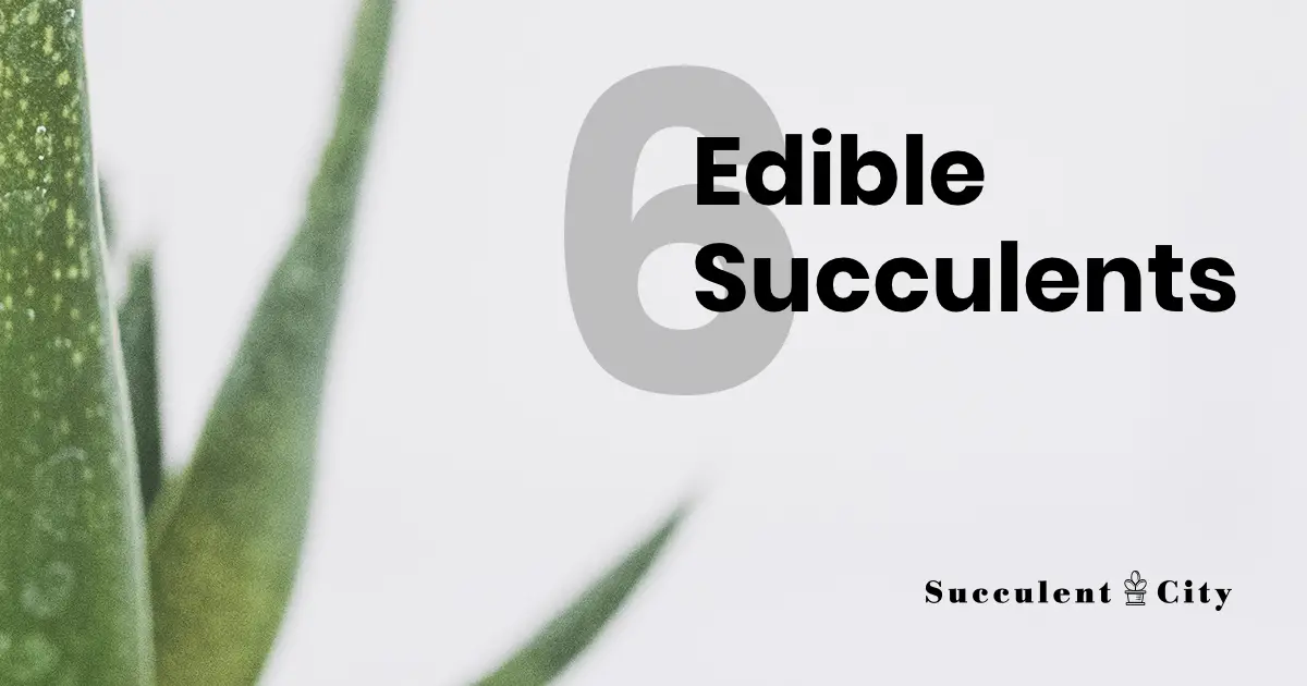 Suculentas comestibles para estimular tus papilas gustativas Suculentas comestibles para estimular tus papilas gustativas