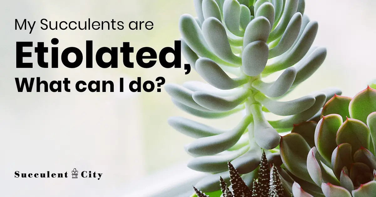 Suculentas etioladas y la influencia de la luz en el crecimiento de las suculentas.