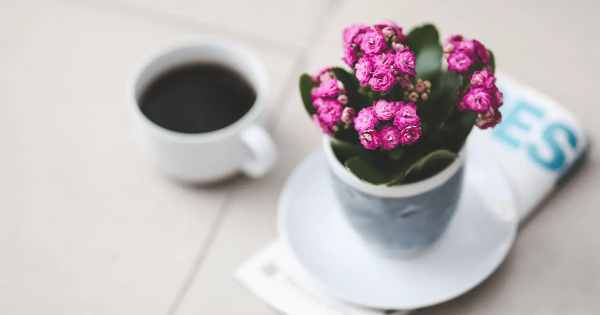 La planta llameante Katy 'Kalanchoe Blossfeldiana'