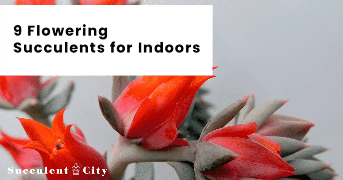 15 suculentas en flor para interior y exterior 15 suculentas en flor para interior y exterior