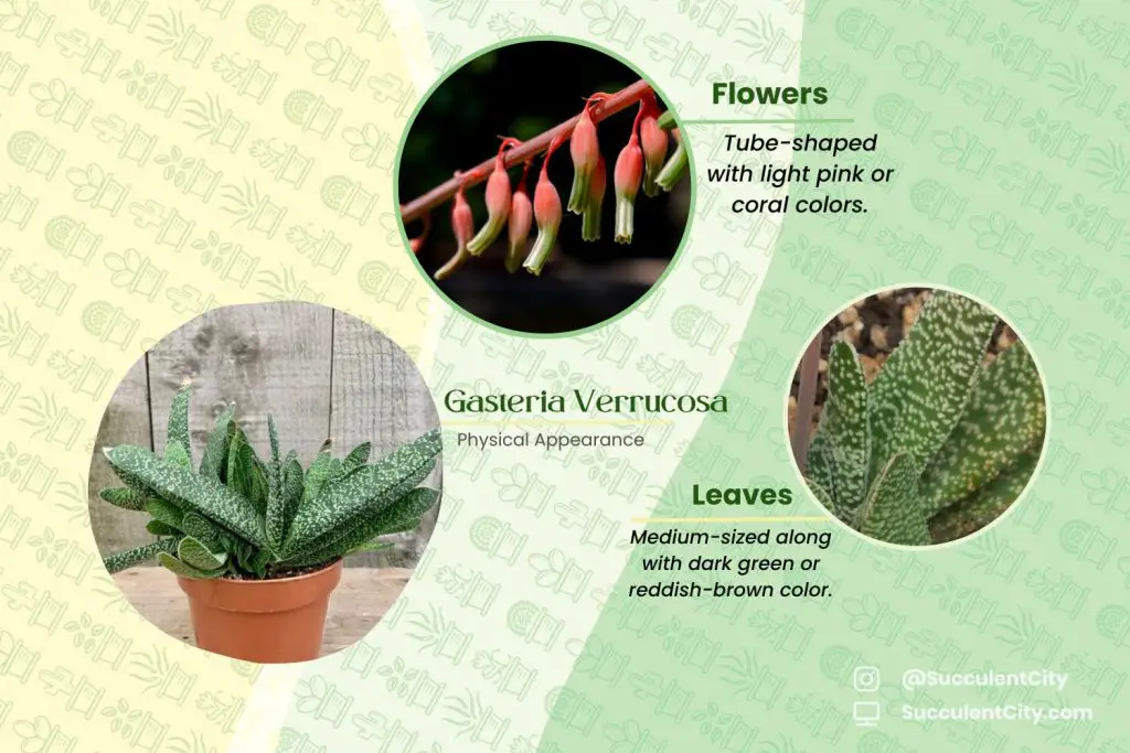 gasteria verrucosa gasteria verrucosa