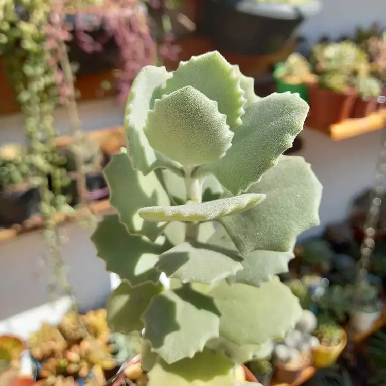 La popular suculenta ornamental “Kalanchoe Millotii”