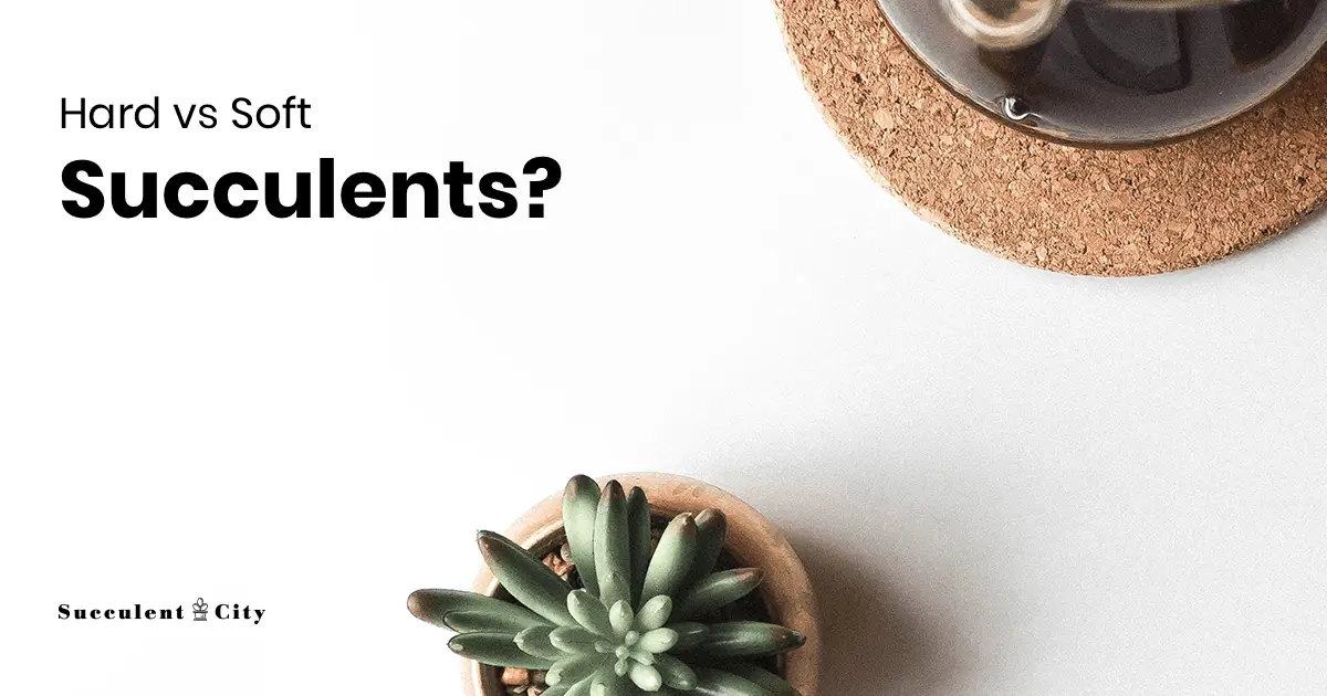 ¿Cuál es la diferencia entre suculentas duras y blandas? ¿Cuál es la diferencia entre suculentas duras y blandas?