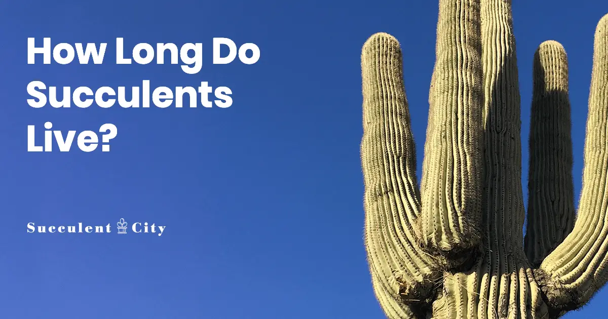 ¿Cuánto viven las suculentas? – Obtenga más información sobre la vida útil de las suculentas.