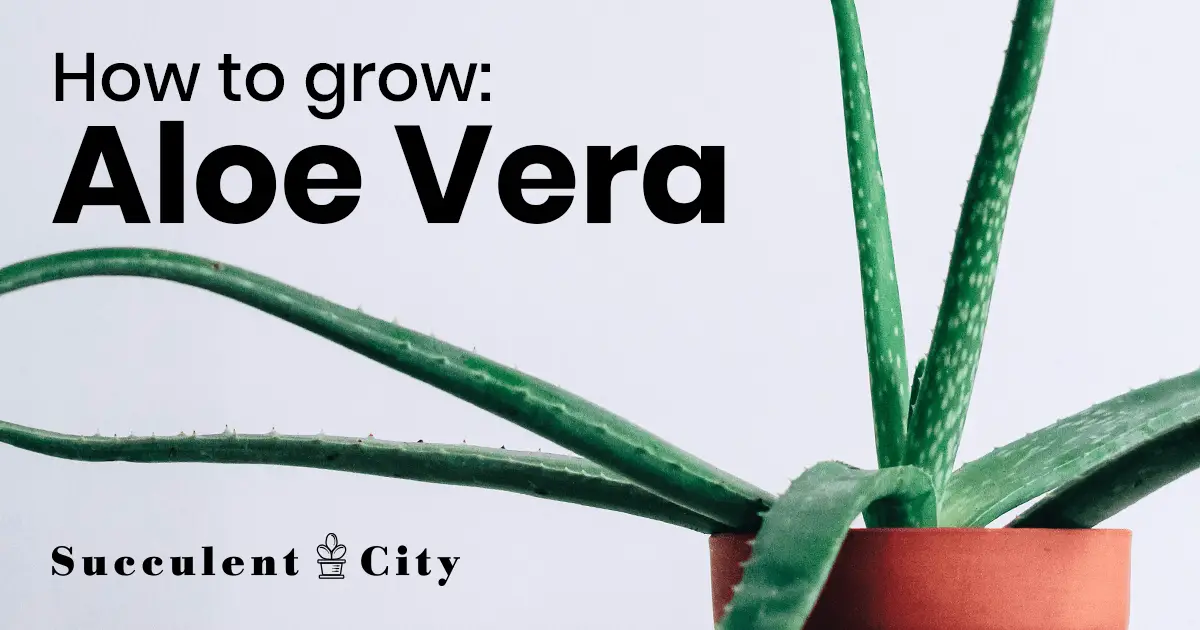 La planta de aloe vera – el aloe más famoso del mundo