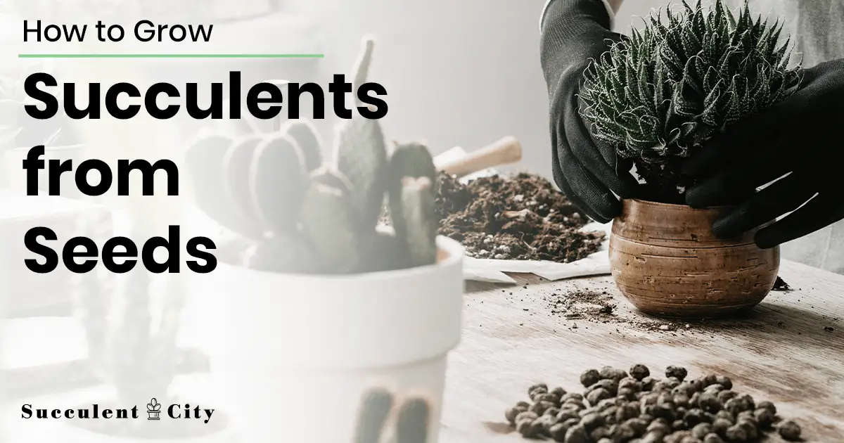 Hablar de semillas suculentas (definiciones, cultivo,…)