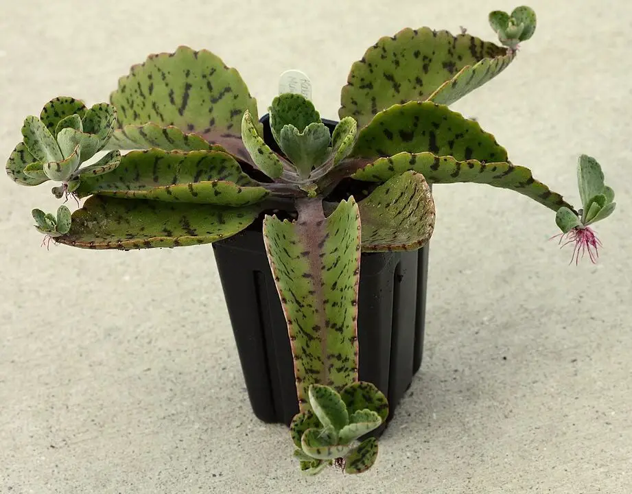Kalanchoe Gastonis Bonnieri Kalanchoe Gastonis Bonnieri