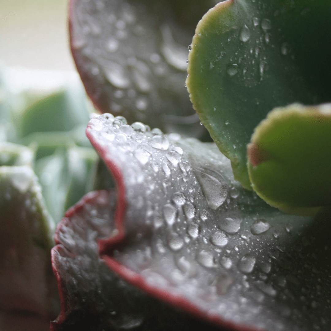 La planta de pádel 'Kalanchoe Luciae' La planta de pádel 'Kalanchoe Luciae'