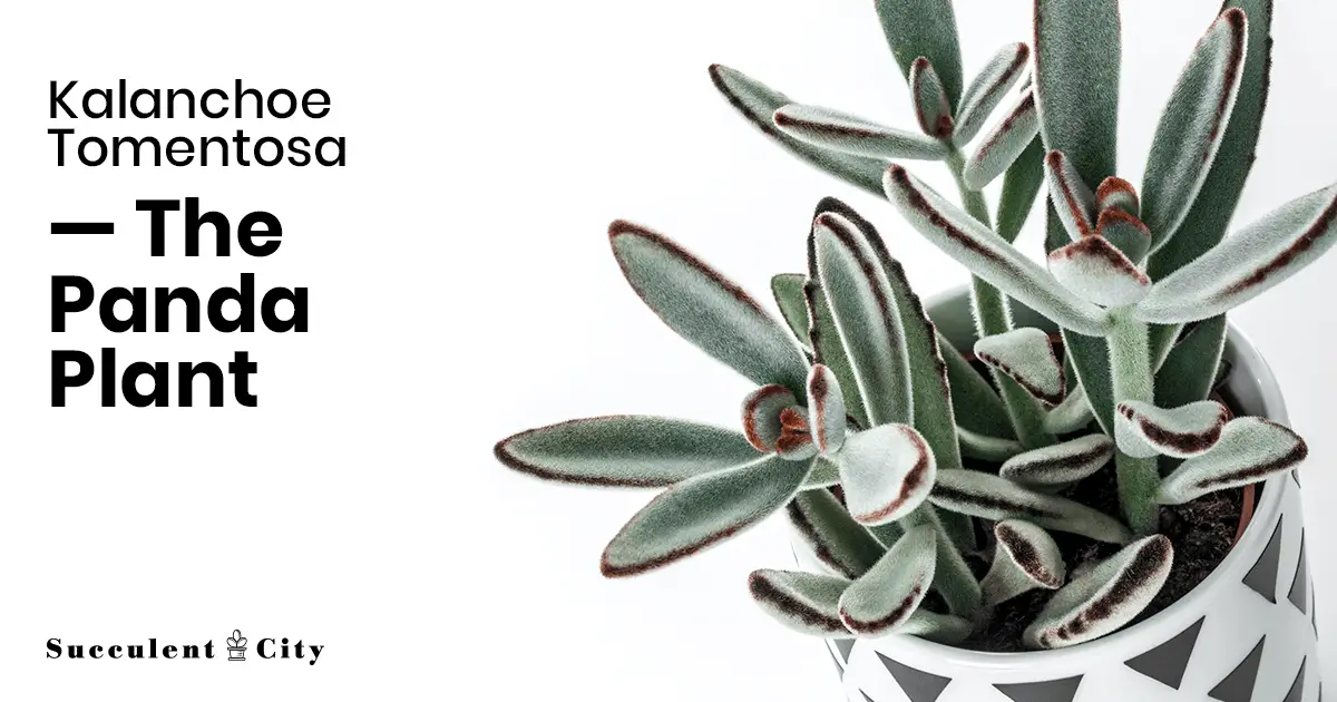 La planta panda/planta de oreja de gatito 'Kalanchoe Tomentosa' La planta panda/planta de oreja de gatito 'Kalanchoe Tomentosa'