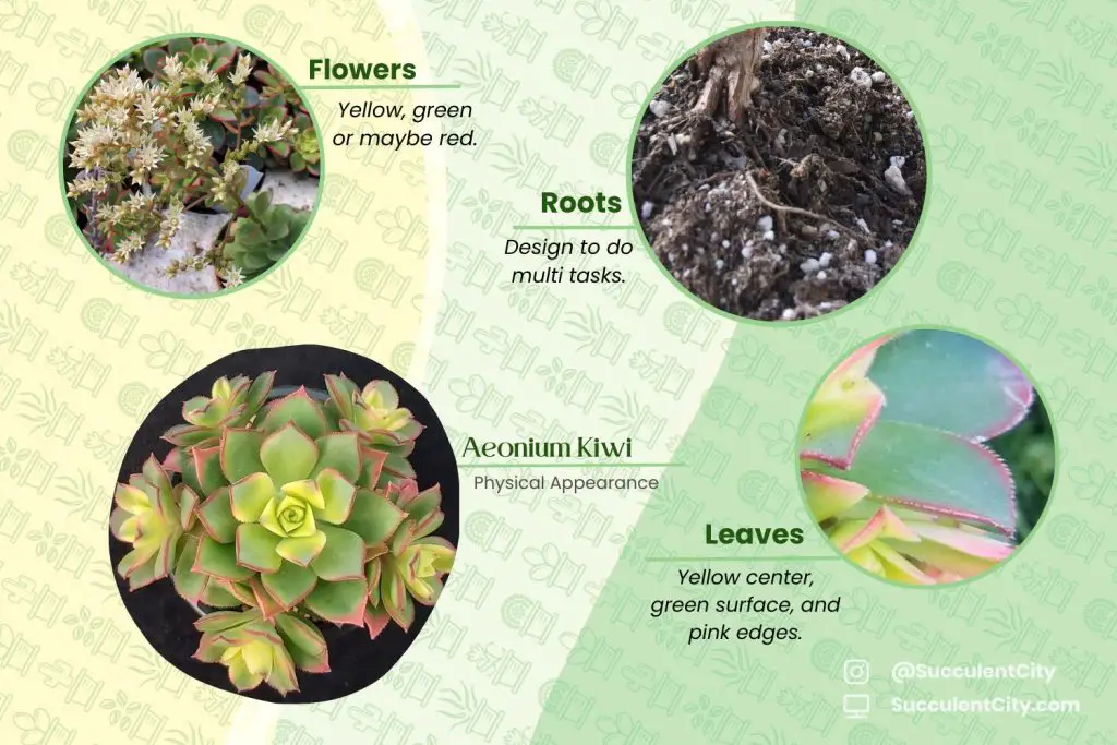 kiwi aeonium kiwi aeonium