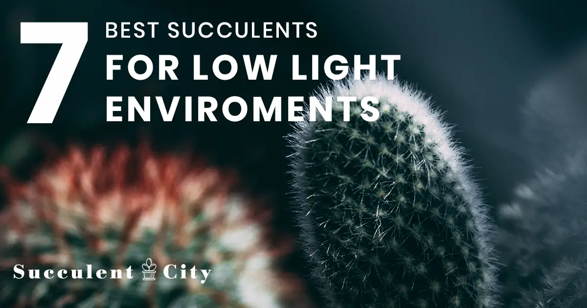 Suculentas con poca luz para ambientes con luz insuficiente