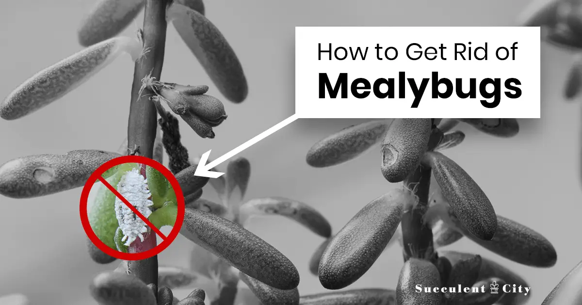 Cómo deshacerse de las cochinillas en las suculentas Cómo deshacerse de las cochinillas en las suculentas