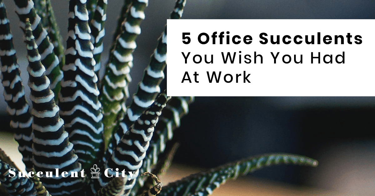 5 suculentas de oficina que podrían ser una hermosa adición a tu espacio de trabajo