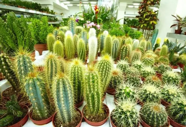 ¿Qué tan rápido crecen los cactus?