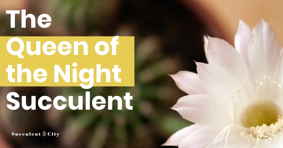 Epiphyllum Oxypetalum – El cactus pipa del holandés Epiphyllum Oxypetalum – El cactus pipa del holandés