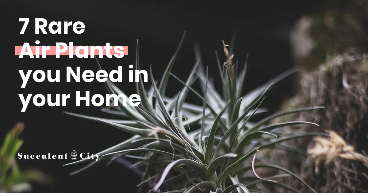 7 raras plantas aéreas que harán que tu espacio sea especial 7 raras plantas aéreas que harán que tu espacio sea especial