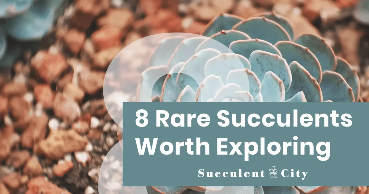 Descubre estas 8 suculentas raras Descubre estas 8 suculentas raras